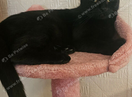 2 years old black cat