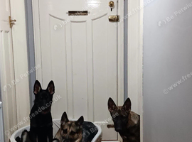 2 male german shepherd puppies.