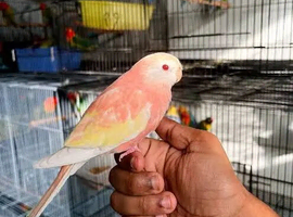 Looking for Pink Bourke Parakeets