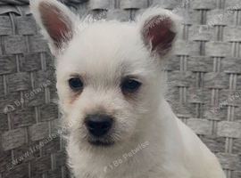 West Highland Terrier Pups looking new home