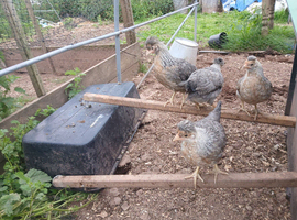 Creamlegbar  pullets