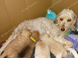 Urgent!! LAST PUP Fully vaccinated Cockapoo x Jack Russell