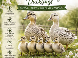 Female ducklings, miniature appleyard, runners, Khakis