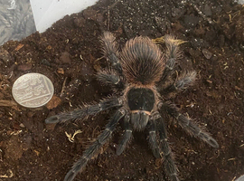 Brazilian Salmon pink goliath tarantulas