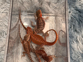 Baby bearded dragons for sale in southeast London SE7