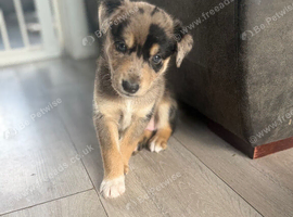 Staffy x husky pups