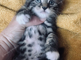 Kittens