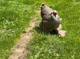 13 Hens and 2 Cockerels to rehome due to downsizing