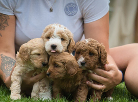 Beautiful F1 Cockapoo x Australian Labradoodle Puppies
