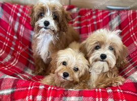Beautiful cavapoo pups ready to leave