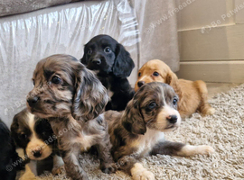 Cocker spaniel pups