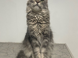 Blue Classic Tabby Maine Coon Girl