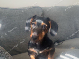 Benji