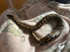 Ball python
