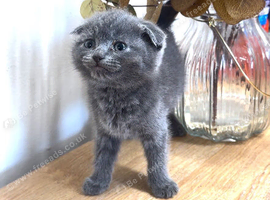 Kitten BHS grey and white
