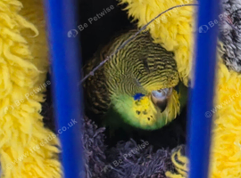Budgie