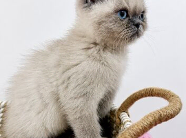 exotic persians