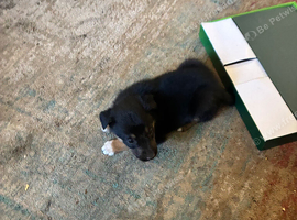 Adorable border collie puppies