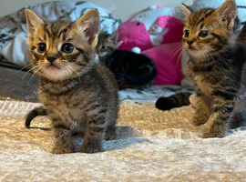 Kittens looking for forever homes