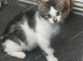 2 male kittens for sale