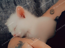 9 week old white male kitten