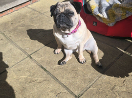 Pug for sale