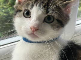 Beautiful kittens ready now!