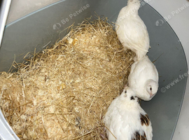 White jumbo coturnix quails