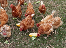 Laying Hens 4 sale