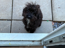 Beautiful cockapoo girl