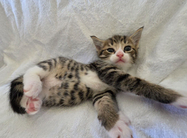 Adorable Fluffy Persian Mix Kittens looking for Forever Homes