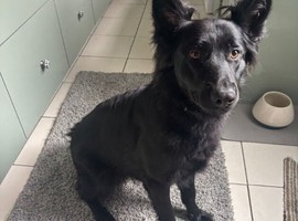 Black German shepherd
