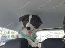Home Raised Border Collie Male Dog