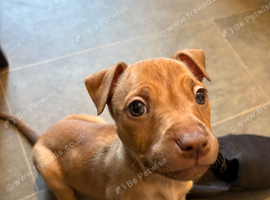 2 females staffy pups