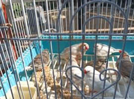 Young Zebra finches for sale