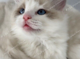 Ragdoll Girls