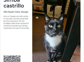 MISSING CAT PLEASE HELP