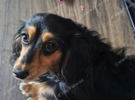 miniature long haired dachshunds