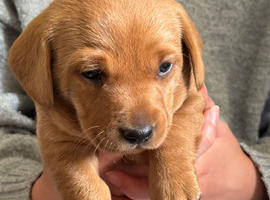1 Fox Red female  1 Black male Labrador cross Puppies