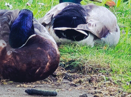 Looking for ducklings
