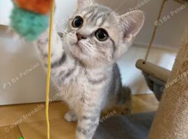 British Shorthair!