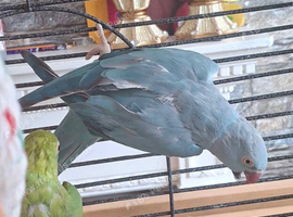 Indian ringneck parrot blue