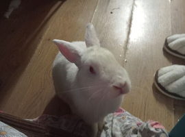 White 1 year bunny