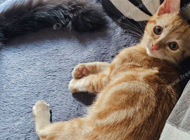 Beautiful female Ginger Kitten
