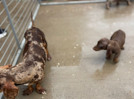 Dachshund