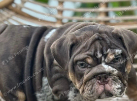 Beautiful English bulldog puppies