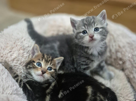 Two Kittens Looking for new families