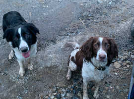 Dog walking and sitting