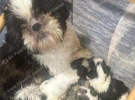 Shihtzu puppies