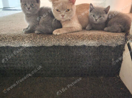 3 british shorthair kittens looking for there new servents
